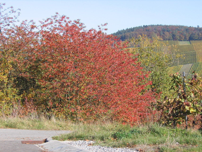 Esslinger Weinberge im Herbst