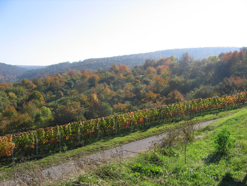 Esslinger Weinberge im Herbst